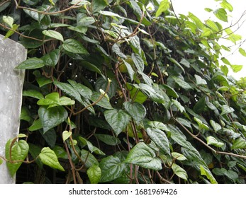 163 Betel On Fence Images, Stock Photos & Vectors | Shutterstock