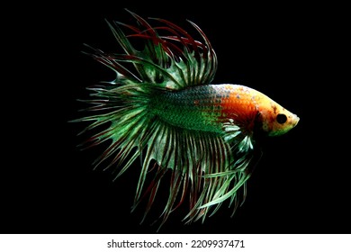 Green Betta Fish With Amazing Colour And Beautiful Tail 