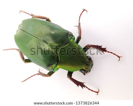 Green Bettle Bug