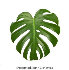 Green Big Leaf Isolated On White Background