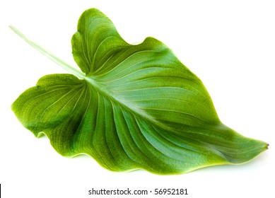 Green Big Leaf Isolated On White Background