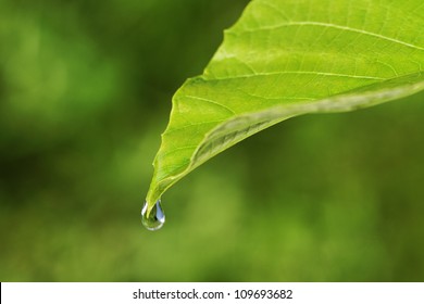 Green big leaf with water-drop.