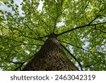 Green big leafy oak trees in the park