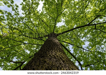 Green big leafy oak trees in the park