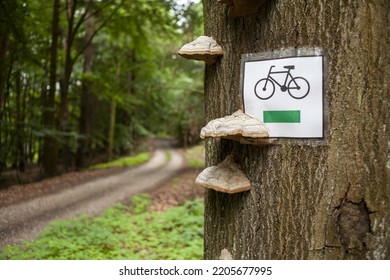 
Green Bike Trail. A Sign On A Tree In The Forest.