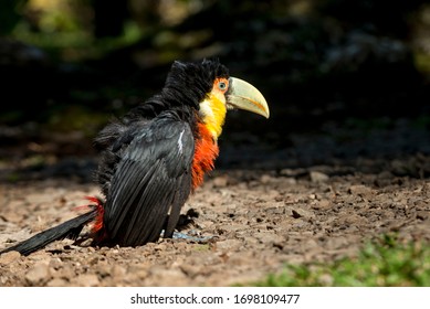 Baby Toucan Stock Photos Images Photography Shutterstock