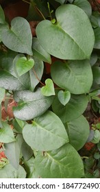 Green Binahong Or Piahong Leaves (Anredera Cordifolia/Heartleaf Maderavine Madevine). Can Cure Various Kinds Of Minor And Severe Ailments. Good For Blood Circulation And Endurance 