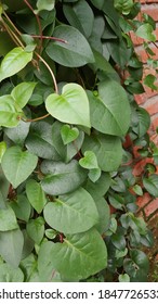 Green Binahong Or Piahong Leaves (Anredera Cordifolia/Heartleaf Maderavine Madevine). Can Cure Various Kinds Of Minor And Severe Ailments. Good For Blood Circulation And Endurance 