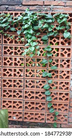 Green Binahong Or Piahong Leaves (Anredera Cordifolia/Heartleaf Maderavine) Vining On Orange Brick. Can Cure Various Kinds Of Minor And Severe Ailments. Good For Blood Circulation And Endurance