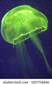 Green Bioluminescent Jellyfish Glowing Underwater