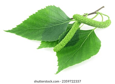 Green birch branch with catkins and green leaves isolated on a white background. Medicine, cosmetology and food processing.