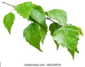 Green birch branch on white background. Symbol of birch tree which is widely used in manufacturing; medicine, cosmetology and food processing.