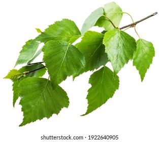 Grüner Birkenzweig auf weißem Hintergrund. Symbol der Birkenbaum, die in der Herstellung weit verbreitet ist; Kosmetologie und Nahrungsmittelverarbeitung.