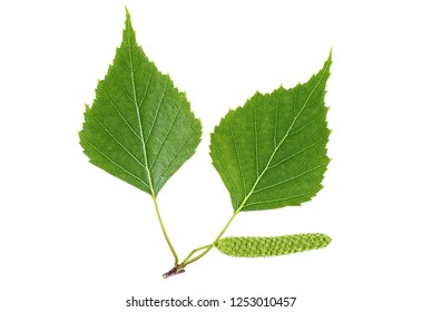 Green Birch Bud And Leaves Isolated On White Background