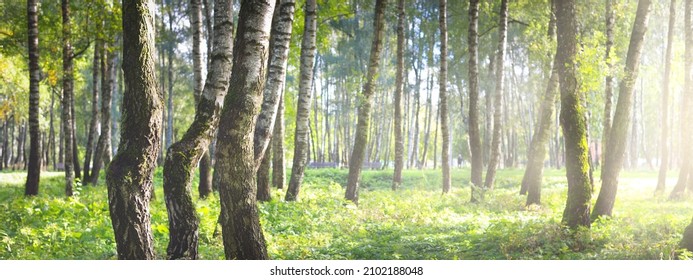 Green birch forest on a clear sunny day. Public park. Tree trunks close-up. Pure sunlight, daylight, sunbeams. Ecology, eco tourism, nordic walking, landscape design, landscaping