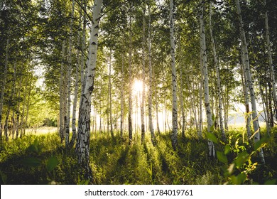 Green birch forest at sunset. Sun rays. Horizontal photo