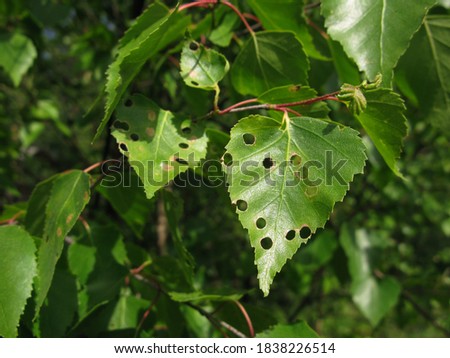 green birch leaf with holes, eaten by insects or worms