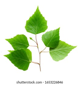 Green Birch Leaf Isolated On White Background.  File Contains Clip Path.