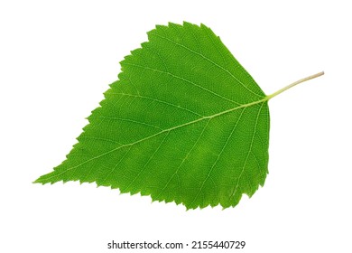 Green birch leaf isolated on white background, top view. One birch leaf isolated on white background, top view. Macro of green birch leaf isolated on white background, top view.