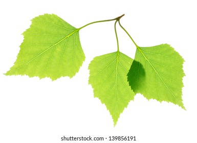 Green Birch Leaves Isolated On White