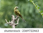 Green bird. A Palm Tanager also know as sanhaço or Coconut Tanager perched on the branch. Species Thraupis palmarum. Birdwatching. Birding.