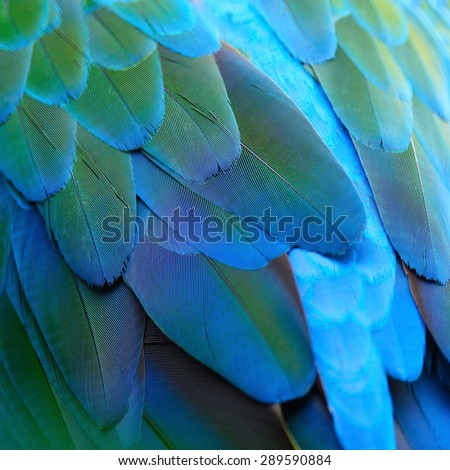 Green bird plumage, Harlequin Macaw feathers, nature texture background