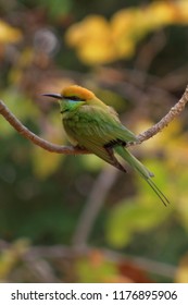 Green bird in Thailand - Shutterstock ID 1176895906