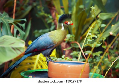 Green  Bird ( Turaco)