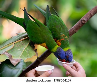 Green birds in the zoo - Shutterstock ID 1789664159