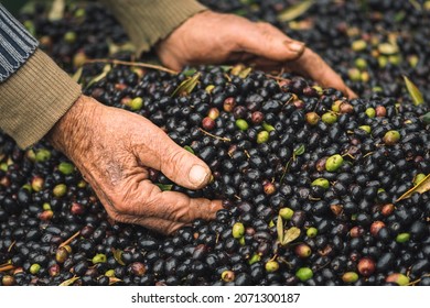 Green and black bio ripe olives ready to be processed at the mill to get the olive oil in wrinkled hands of an old farmer - Powered by Shutterstock