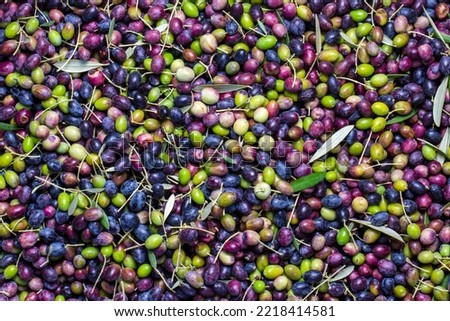 Similar – Hand of young boy full of black olives