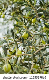 Green and Black Olives on the Branches of wet Tree after rain. Healhy fruit used to produce olive oil and delicious snacks. Landscape in the olive grove, time for harvest in the orchard.