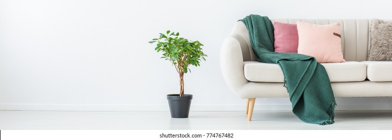 Green Blanket And Pink Pillows On Sofa In Living Room With Plant Against White Wall With Copy Space