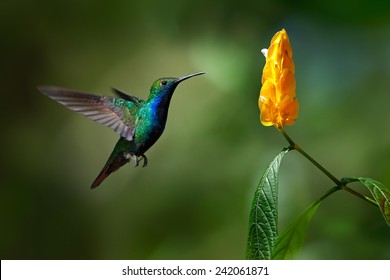 Green and blue Hummingbird Black-throated Mango, Anthracothorax nigricollis, flying next to beautiful yellow flower. - Shutterstock ID 242061871