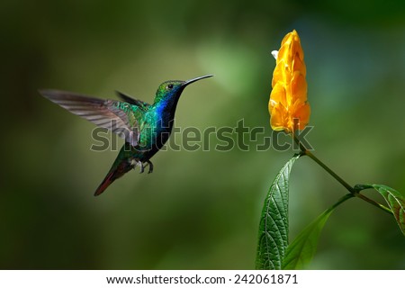 Green and blue Hummingbird Black-throated Mango, Anthracothorax nigricollis, flying next to beautiful yellow flower.