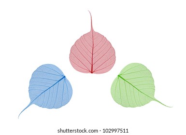green, blue and red leaves bodhi isolated on white