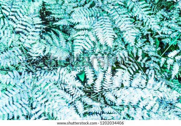 green blue turqouise fern background texture