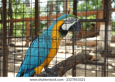 Green, blue and yellow macaw in captivity. Close up Blue-and-yellow Macaw Also Known As The Blue-and-gold Macaw In Zoo. Wild Bird In Cage.