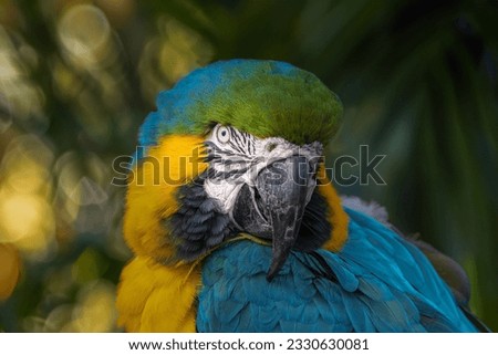 GREEN BLUE AND YELLOW MCCAW WITH A BEAUTIFUL EYE STARING INTO THE CAMERA WITH A BLURRED JUNGLE BACKGROUND