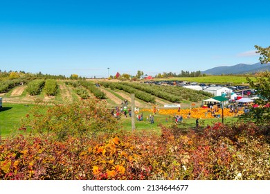 Green Bluff, Washington, USA - October 28 2021: Autumn harvest festival with a pumpkin patch, booths, apple orchard and attractions in the Inland Northwest town of Green Bluff, Washington, USA.