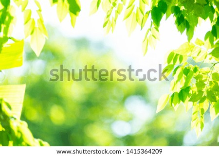 Green blurred background. Green bokeh out of focus foliage background. Fresh green bio abstract blurred background