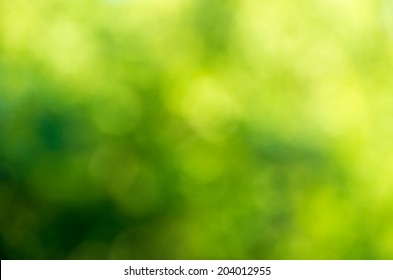 Green Blurred Background And Sunlight