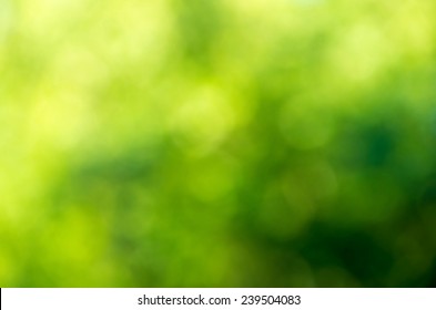 Зеленый размытый фон и солнечный свет