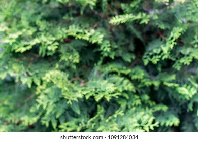 green blurred background of tree