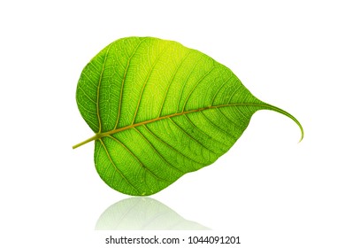 green bodhi leaf or leaves of buddha isolated on white background