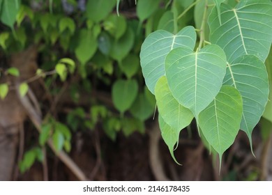 Green Bodhi Leaves Or Pho Leaves Or Leaves Of Buddha In Branch Of Tree.