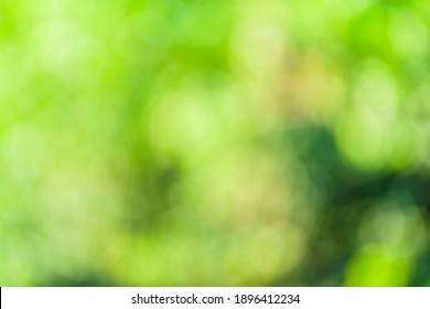 Green Bokeh Background With Circles. Summer Abstract Theme.