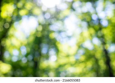 Green Bokeh Background, Trees, Sky Blurred