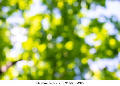 Green Bokeh Background, Trees, Sky Blurred