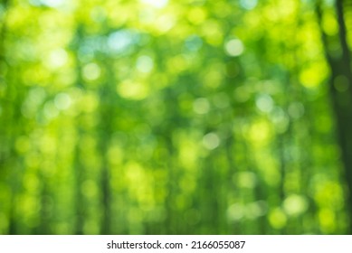 Green Bokeh Background, Trees, Sky Blurred